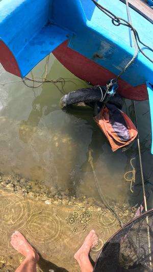 serok baby udang #usa #usareels #newyork #germany #fyp #australia #luksemburg #ingris #belanda #skils #shrimp #fisherman #selandiabaru #irla