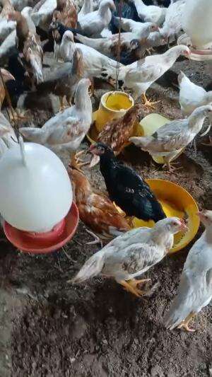 Ayam goreng siapp meramaikan lebaran anda 2025