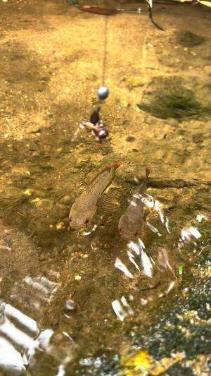Mancing ikan dipegunungan 