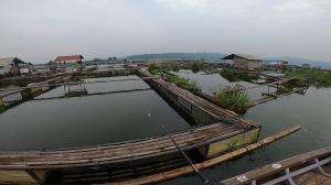 Sambaran toman waduk jatigede #mancing  #toman #shimano