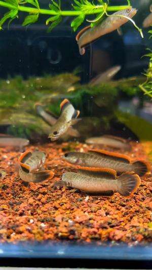 Nekat mancing ikan predator paling galak