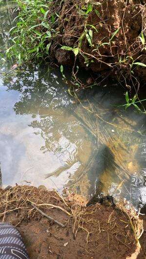 waduh lepas #fishing #shrimp #fish #sea #traditional #usareels #UnitedStates #reelsviral #skils #fyp #trending