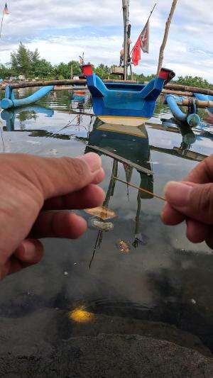 kurang gercep nangkanya? #mancing #fishing #shrimp #udang #nelayan #laut #jaring #ikan #reelsviral #animals #skill #fyp #trending