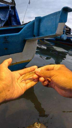 menangkap udang dengan sangat cepat  #viral  #fyp  #trending  #RCTIPlus 