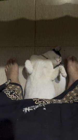 Lihat kucingku lagi manja poll rek hmmmmm kucing ee sopo sek kayak gini jugak ??? #kucing #lucu #viral #fyp #jedamergawe #rcti  #RCTIPlus  #