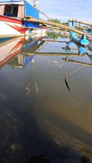 ternyata dapat udang hitam tapi gatau namanya ?