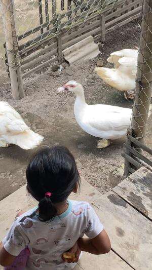 Mandor Entok ? #peternakmuda #menthokjumbo #muscovyduck #urbanfarming