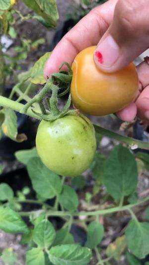 #Berkebun #berkebundirumah #panen #panenhasilkebun #menanamsayuran