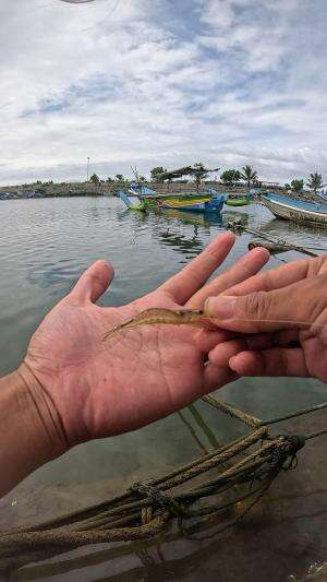 dapet udang babon #udang #nelayan #laut #jaring #ikan #fbpro #reels #reelsviral #duniaikan #skils #fyp #trending