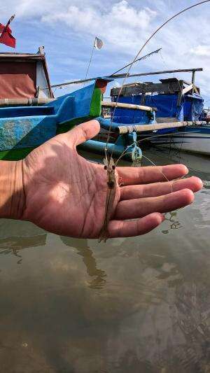 menangkap udang dengan sangat gampang  #RCTIPlus  #viral  #tutorial  #fyp