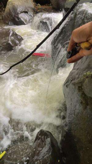 Menaklukan ikan misterius didalam arus