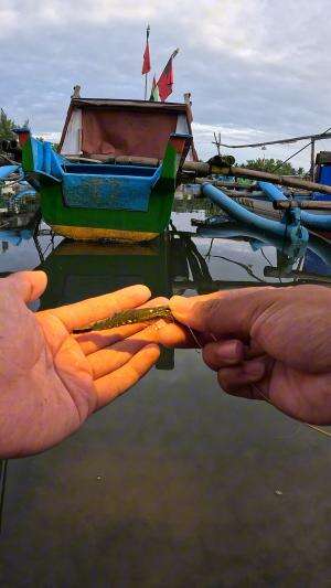 tutorial gampang memancing udang #mancing #fishing #shrimp #udang #nelayan #laut #jaring #ikan #reelsviral #animals #skill #fyp #trending