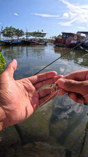 cara cepat nangkap udang #mancing #fishing #shrimp #udang #nelayan #laut #jaring #ikan #reelsviral #animals #skill #fyp #trending
