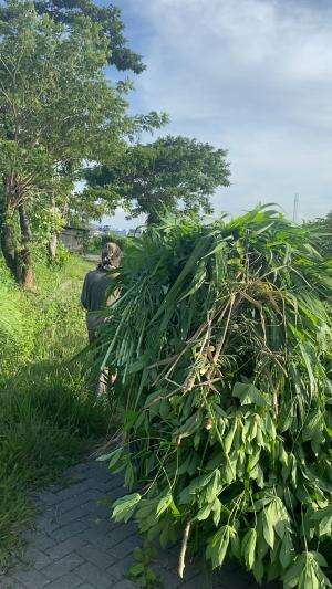 Aktifitas kasi pakan kambing
