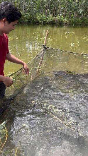 Ribuan ikan nila