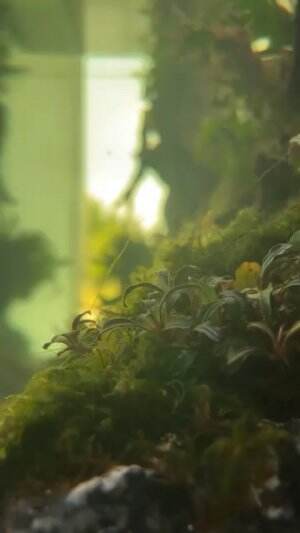 “Java Moss si kecil hijau yang bikin akuarium makin hidup! Tanaman air ini nggak cuma cantik, tapi juga bantu jaga kualitas air dan jadi tem