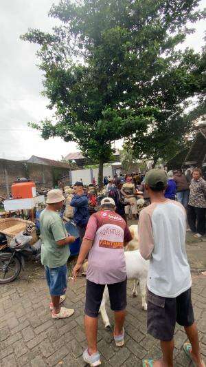 Pasar Wedus Lurrr jan rame tenan #pasar #kambing #taji #tambakrejo #bojonegoro 