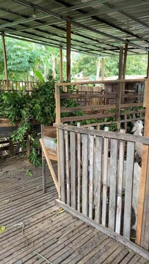 Kambing korban stok redy