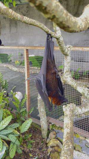 Bat