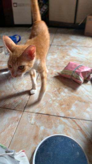 #cat