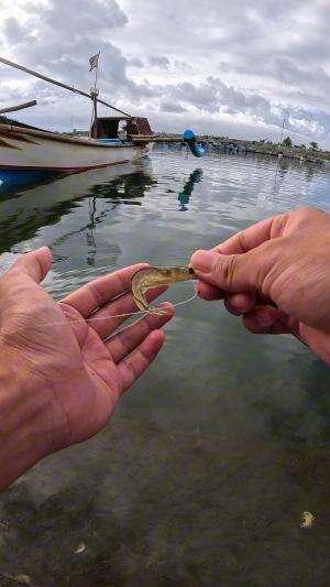 mancing udang #udang #nelayan #laut #jaring #ikan #fbpro #reels #reelsviral #duniaikan #skils #fyp #trending