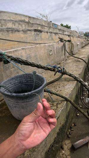 udang putih #udang #nelayan #laut #jaring #ikan #fbpro #reels #reelsviral #duniaikan #skils #fyp #trending