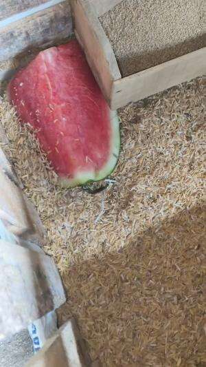 Alhamdulillah meluncur 7 Personil ke Sumatera #peternakmuda #menthokjumbo #muscovyduck