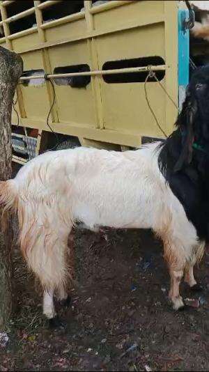 Sudah redy kambing jumboo stok korban idul adha 2025 semarang utara