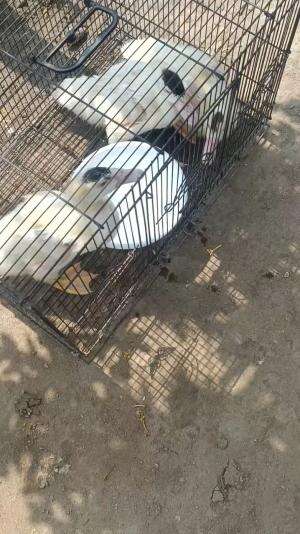 Meluncur lagiii #peternakmuda #menthokjumbo #muscovyduck