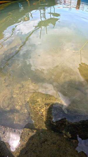 mancing udang peci #mancing #fishing #shrimp #udang #nelayan #laut #jaring #ikan #reelsviral #animals #skill #fyp #trending