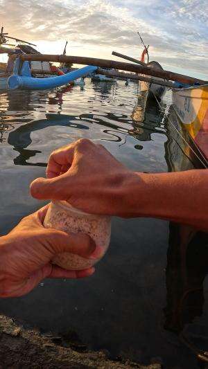 kelapa parut #mancing #fishing #shrimp #udang #nelayan #laut #jaring #ikan #reelsviral #animals #skill #fyp #trending