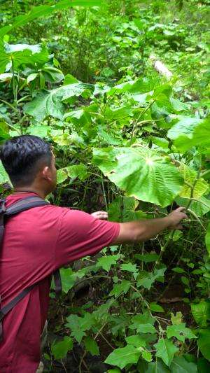 Dihutan Bisa Hidup Sehat Bikin Salad Alami Dari Daun Liar #petualangan #alam #berburu