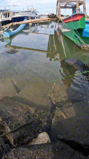 teknik jitu nangkap udang #fishing #shrimp #fish #sea #traditional #usareels #UnitedStates #reelsviral #skils #fyp #trending