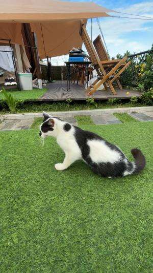 Ketemu kucing imut di the heaven glamping n resto #theheavenglampingnresto #staycationdieng #rekomendasistaycationdieng #cuttiecat