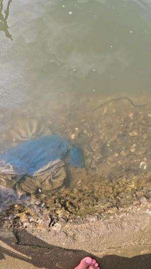 anak udang #usa #usareels #newyork #germany #fyp #australia #luksemburg #ingris #belanda #skils #shrimp #fisherman #selandiabaru #irlandia #