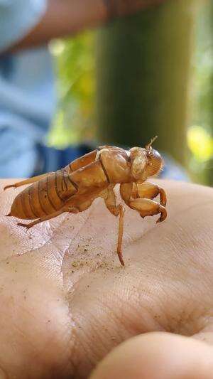 Suara Bising Serangga Di Kebun/Hutan. Ternyata Ini Dia Pelakunyaa