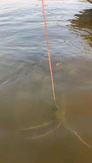 Mancing lele monster di lubnag kecil