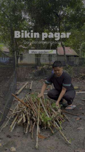 Bikin pagar dari batang singkong
