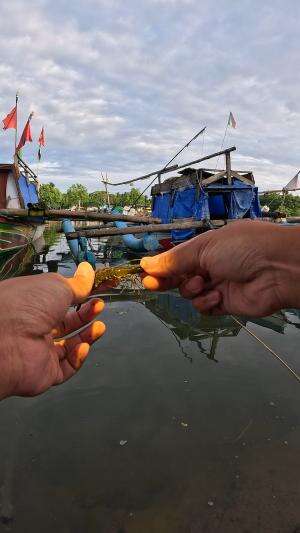 ngeri udang hideung babon #mancing #fishing #shrimp #udang #nelayan #laut #jaring #ikan #reelsviral #animals #skill #fyp #trending