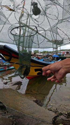 kepiting bandel #mancing #fishing #shrimp #udang #nelayan #laut #jaring #ikan #reelsviral #animals #skill #fyp #trending