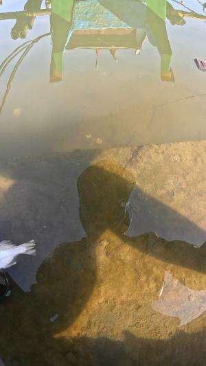 mancing udang #mancing #fishing #shrimp #udang #nelayan #laut #jaring #ikan #reelsviral #animals #skill #fyp #trending