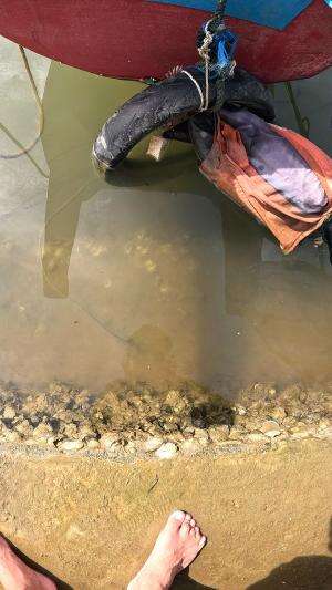 sekali serok dapet baby udang banyak #usa #usareels #newyork #germany #fyp #australia #luksemburg #ingris #belanda #skils #shrimp #fisherman