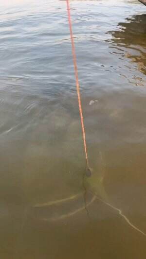 Mancing ikan terbesar didunia