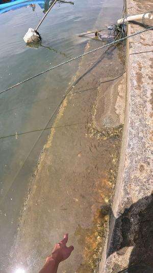 udang nya lagi berjemur😂 #usa #usareels #newyork #germany #fyp #australia #luksemburg #ingris #belanda #skils #shrimp #fisherman #selandiaba