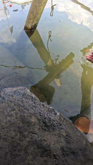 how to catch shrimp super fast and easy #fishing #traditional #usa #usareels #UnitedStates #unitedkingdom #denmark #canada