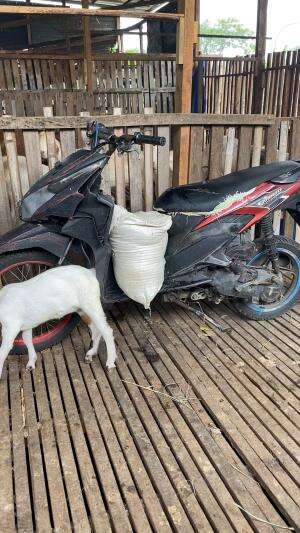 Kegiatan kambing perah tiap hari kasi makan dan kontrol trus di kandang