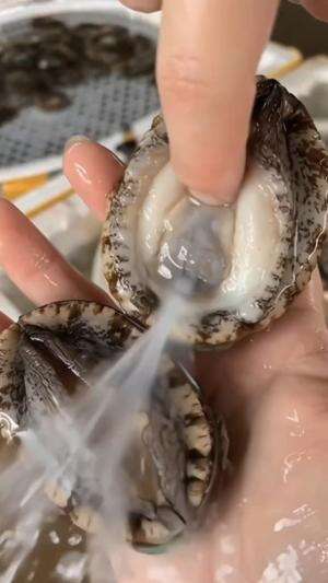 oyster moncroot meresahkan warga