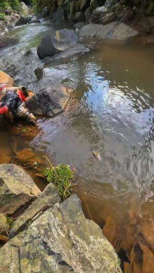 Ikan yang warnanya cantik tapi bisa bikin punah ikan lain