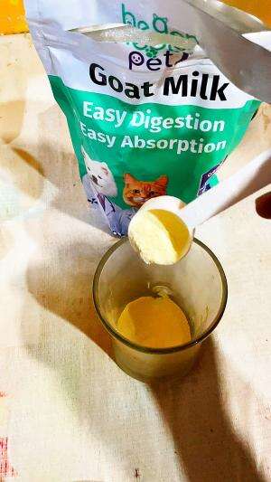 susu kambing buat kucing #petgoatmilk#fyp