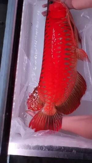 super red #sinetronviral  #virallbuatpthonda  #Joget Viral Anti Mainstream 